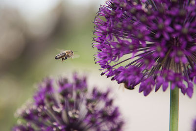 Close-up of bee on purple flower