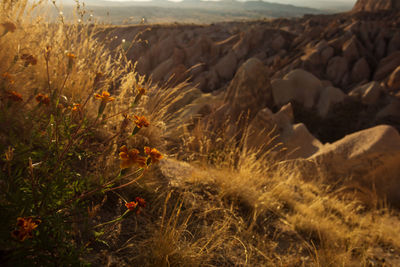 Close-up of plants growing on land