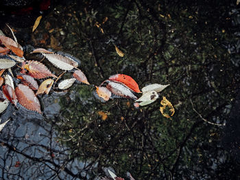 Close-up of snake on branch