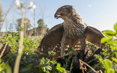 Close-up of eagle perching on branch