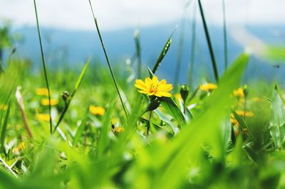 Close-up of yellow flowers