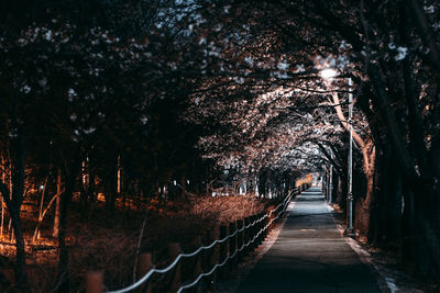 Footpath amidst trees at night