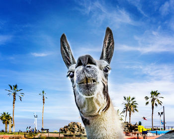 Close-up of llama against blue sky