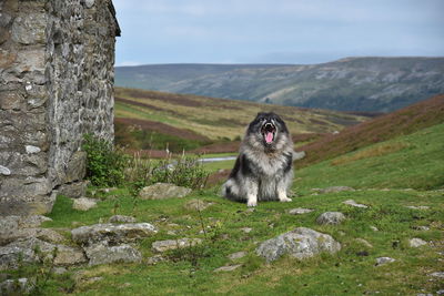Keeshond dog on mountain against sky