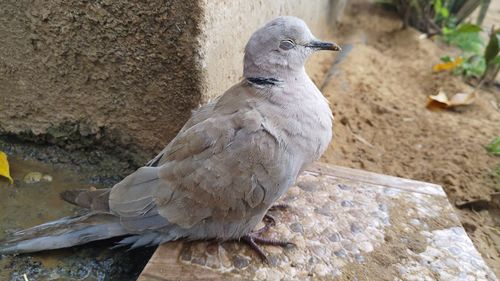 Close-up of seagull perching on rock