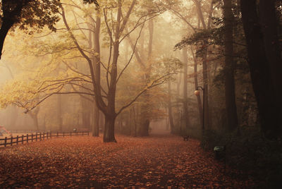 Trees in forest