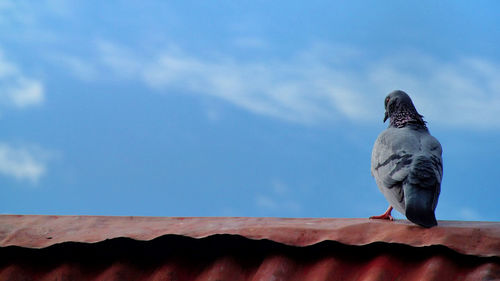 Bird perching on retaining wall against sky