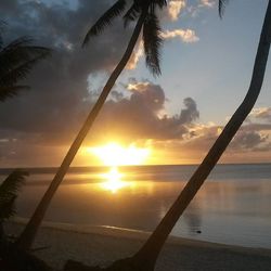 Palm trees on beach at sunset