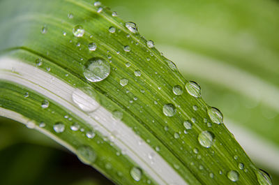 Close-up of water drops on leaf