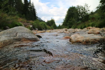 Scenic view of forest