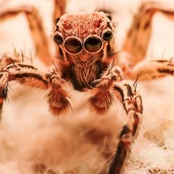 Close-up of spider