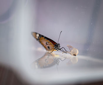 Close-up of butterfly