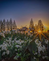 Plants growing on field against sky during sunset