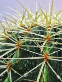 Full frame shot of plant