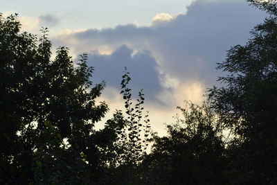 Low angle view of trees against sky