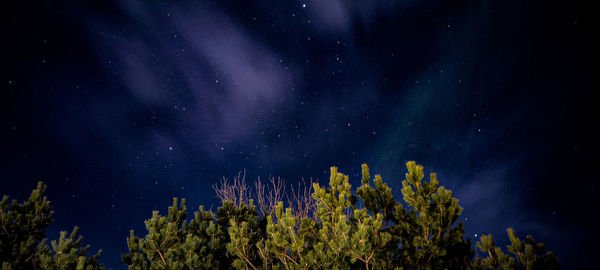 Low angle view of trees against sky at night