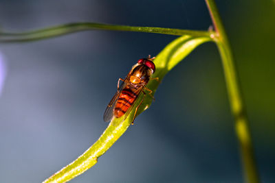 Close-up of ladybug on twig