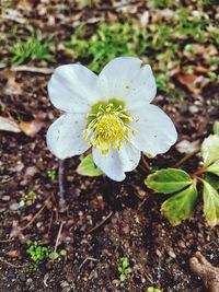 Close-up of white flower blooming outdoors