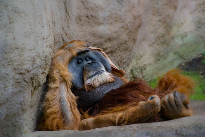 Monkey resting in a zoo