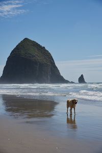 Dog on beach against sky