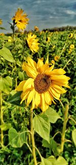 Close-up of yellow flowering plant on field