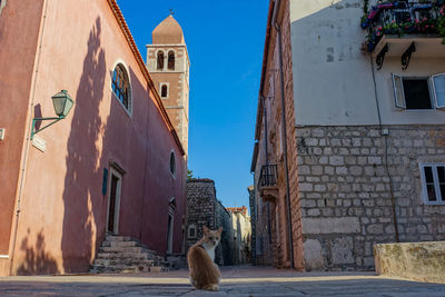 Dog amidst buildings in city