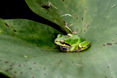 High angle view of frog on leaf