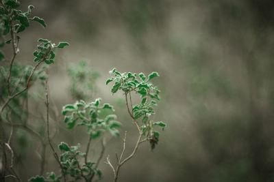 Close-up of plant