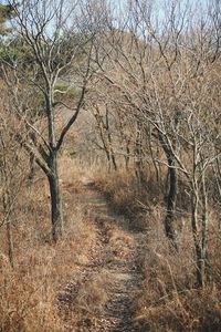 Bare tree on field in forest