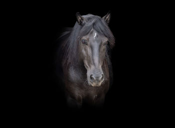 Close-up of horse standing against black background