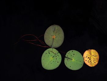 Close-up of eaten leaves against black background