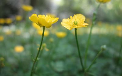 Close-up of yellow flowering plant on field