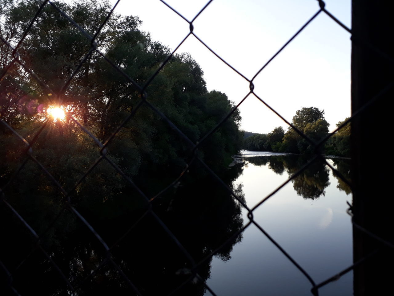 TREES AND PLANTS SEEN THROUGH CHAINLINK FENCE