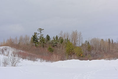 Trees on snow covered land against sky