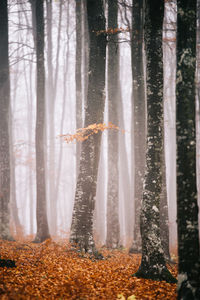 Close-up of tree trunks in forest during winter