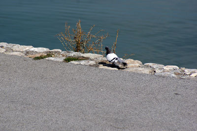 Seagull perching on rock by sea