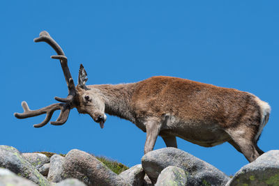 Low angle view of deer on rock against clear blue sky