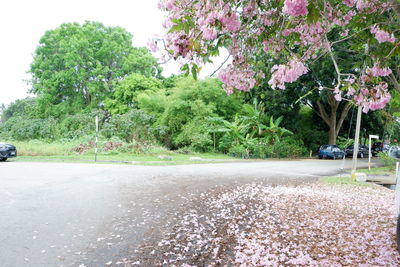 View of flowering trees by road