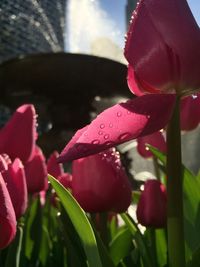 Close-up of water drops on flower