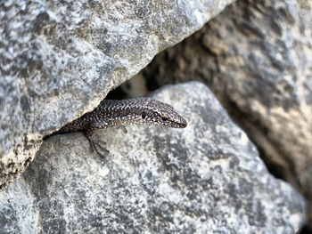 Close-up of lizard on rock