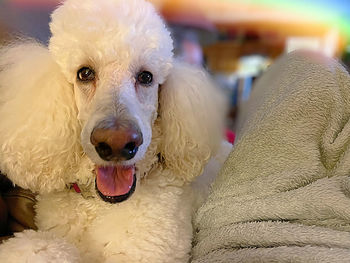 Close-up portrait of dog