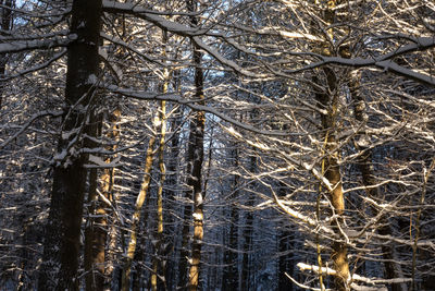 Bare trees in forest during winter