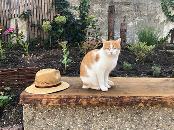 Portrait of cat sitting outdoors