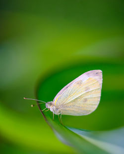 Close-up of butterfly on leaf