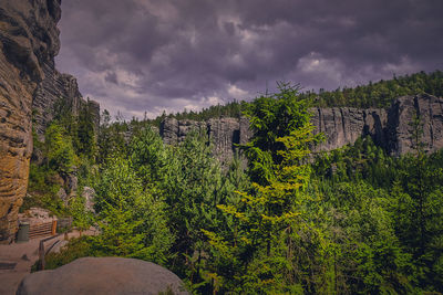 Plants growing on rock against sky