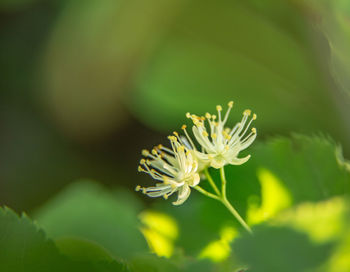 Beautiful linden tree blossoms in the summer. medicinal, herbal, vegan, organic tea.