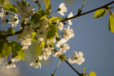 Low angle view of white flowers blooming on tree