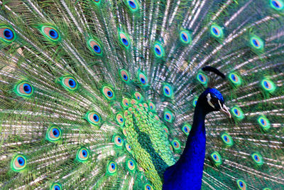 Close-up of peacock