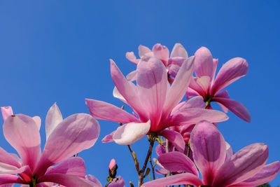 Low angle view of pink flowering plant against blue sky