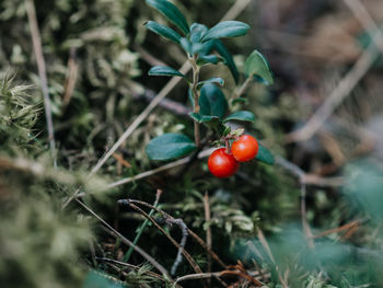 High angle view of tomatoes growing on tree